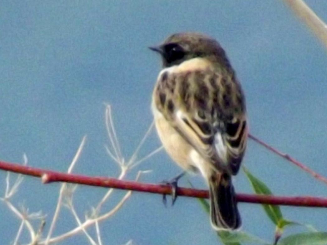 European Stonechat