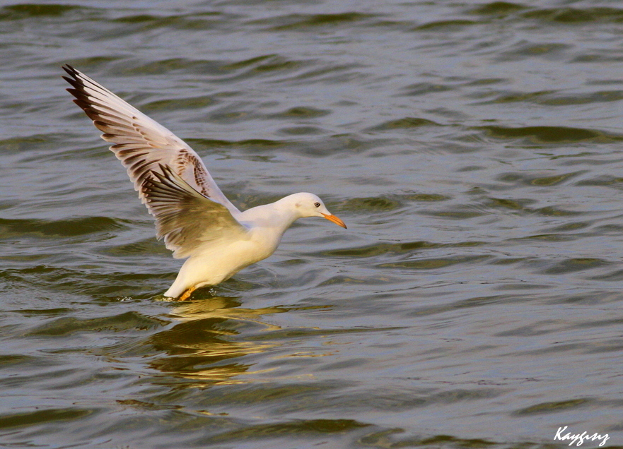 Slender-billed Gull