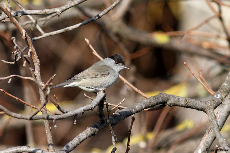 Eurasian Blackcap