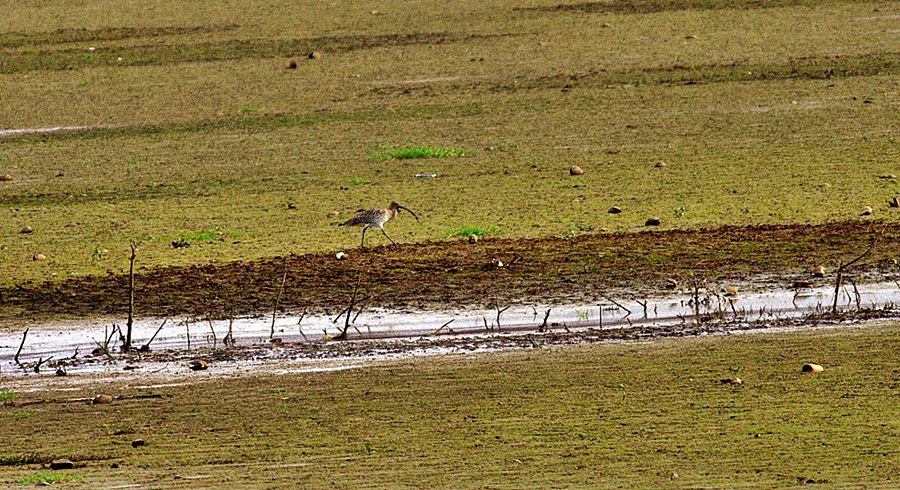 Eurasian Curlew