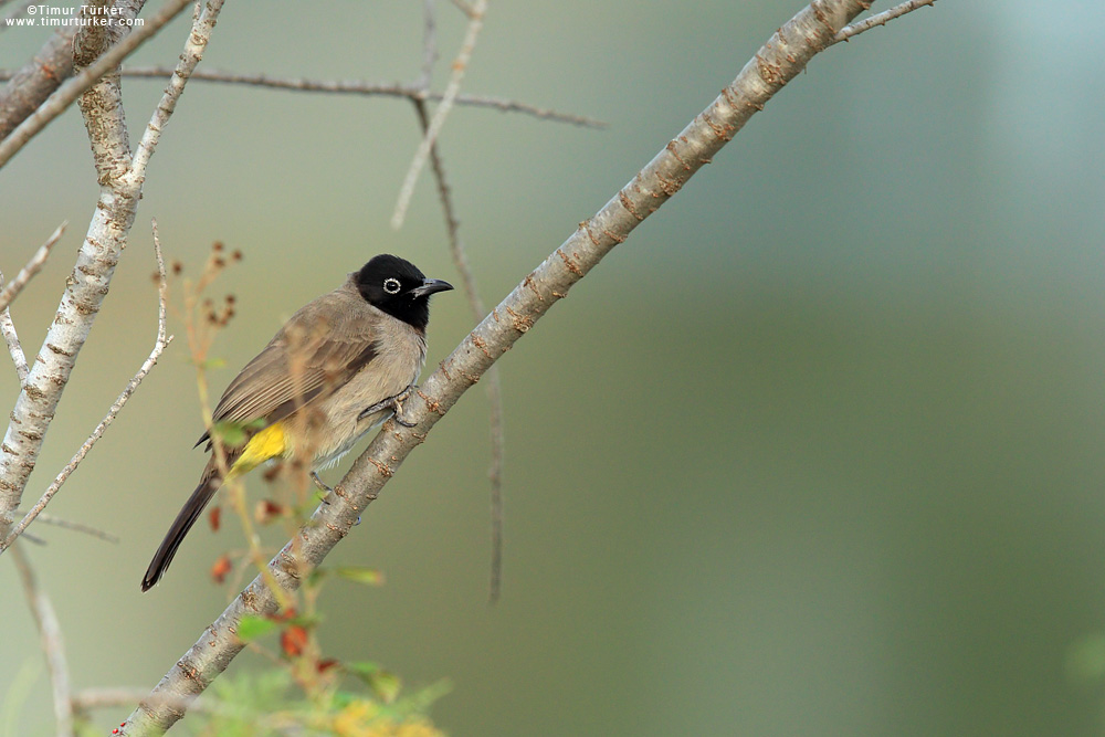 White-spectacled Bulbul