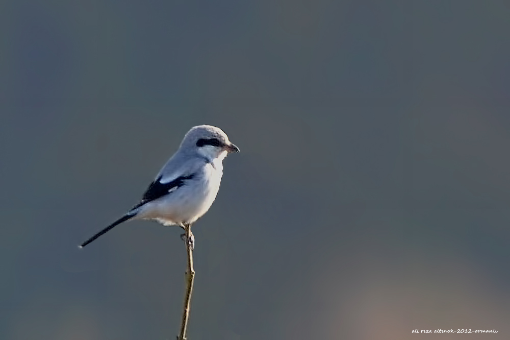 Great Grey Shrike