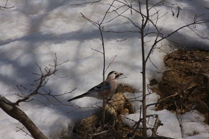 Eurasian Jay