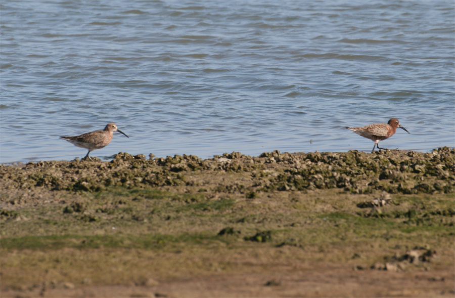 Curlew Sandpiper