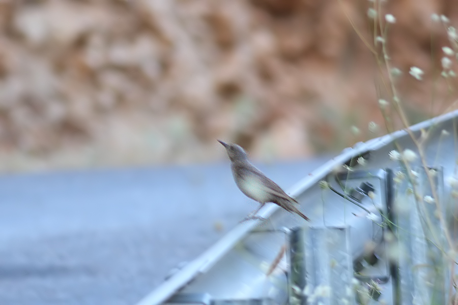 Blue Rock Thrush