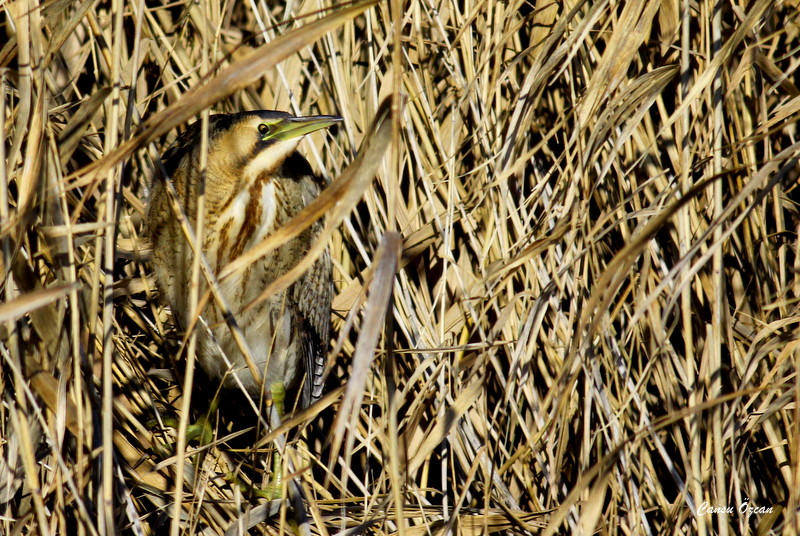 Eurasian Bittern