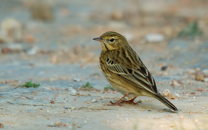 Tree Pipit