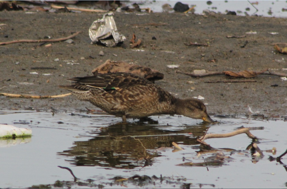 Eurasian Teal