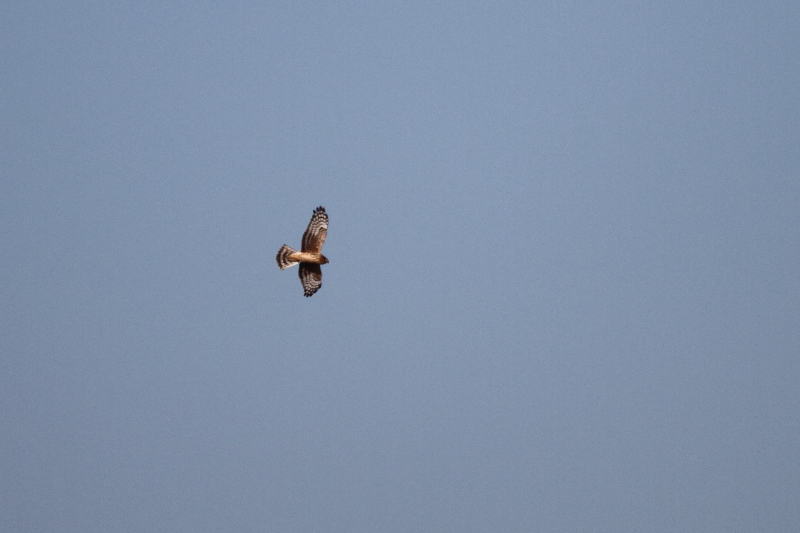 Hen Harrier