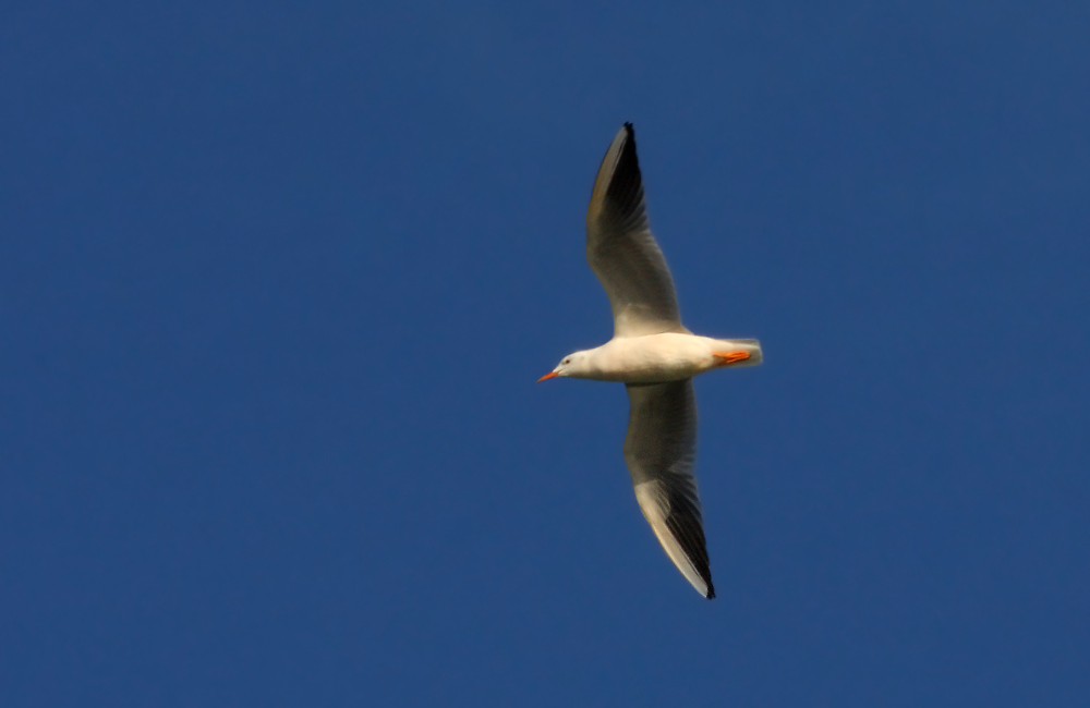 Slender-billed Gull