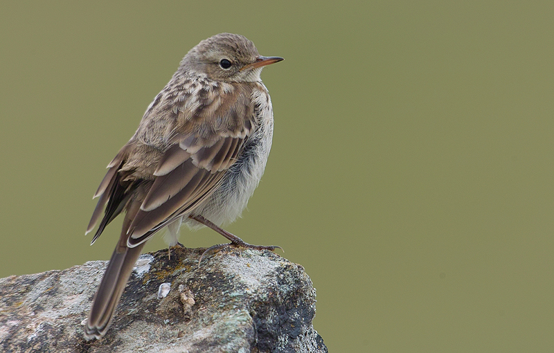 Water Pipit