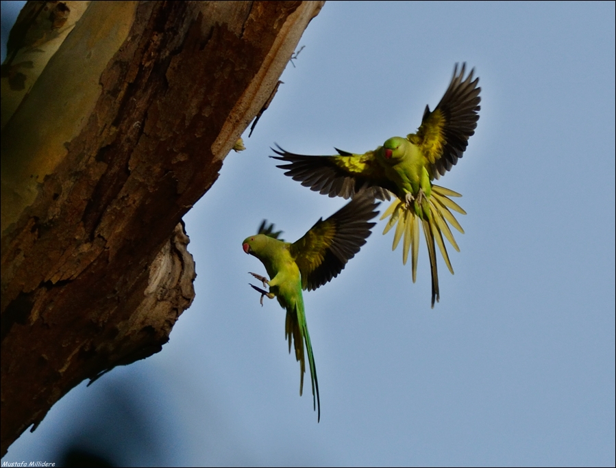 Rose-ringed Parakeet
