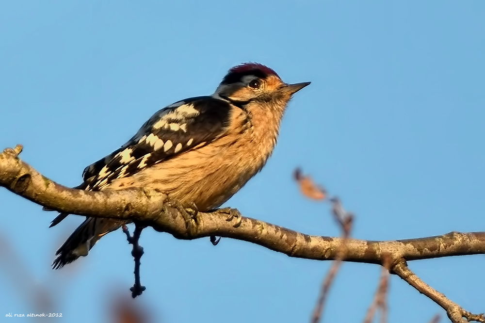 Lesser Spotted Woodpecker