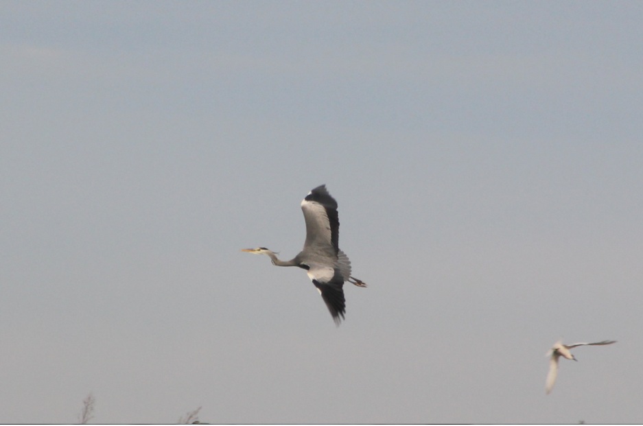 Grey Heron