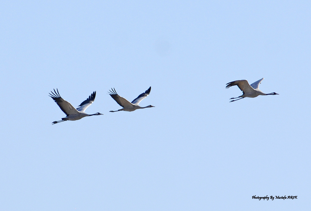 Common Crane