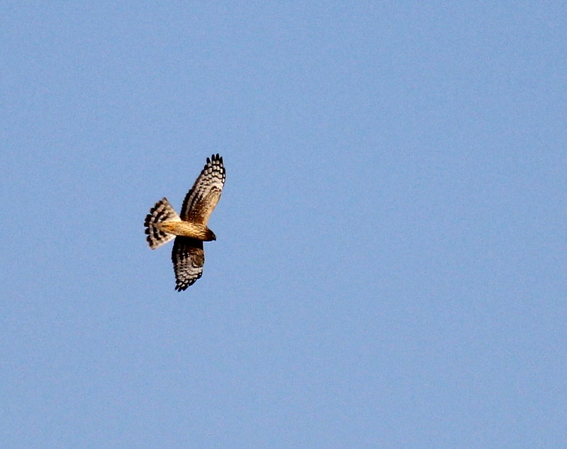 Hen Harrier