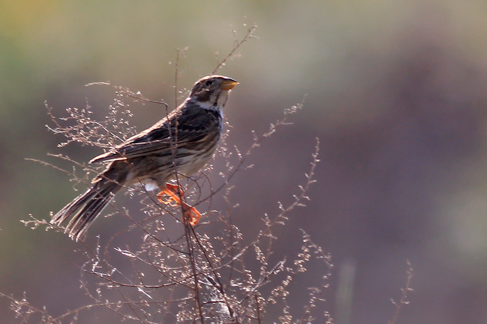 Corn Bunting