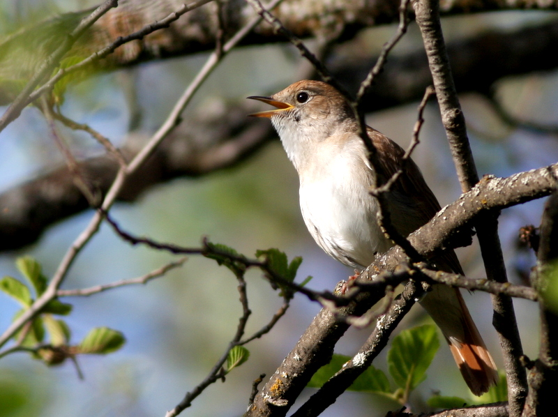 Common Nightingale
