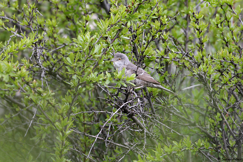 Barred Warbler