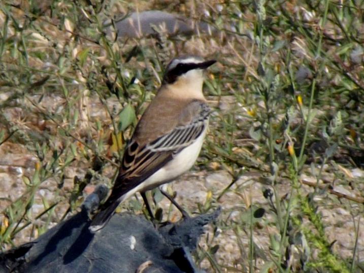 Northern Wheatear
