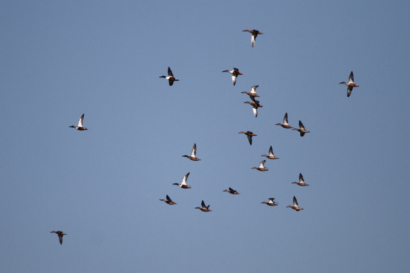 Northern Shoveler