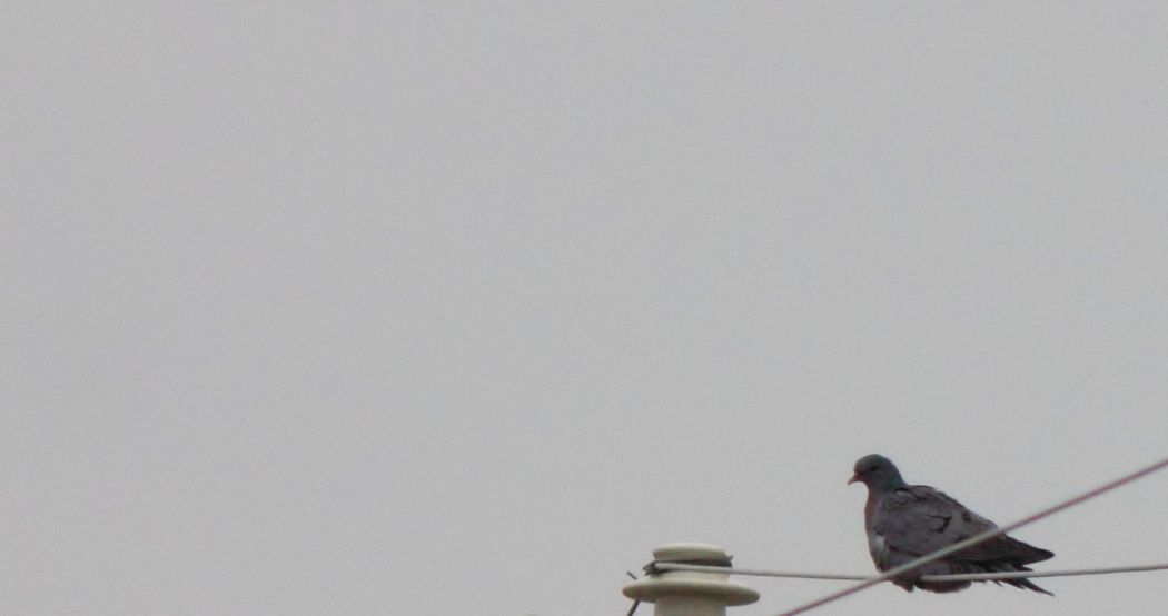 Stock Dove
