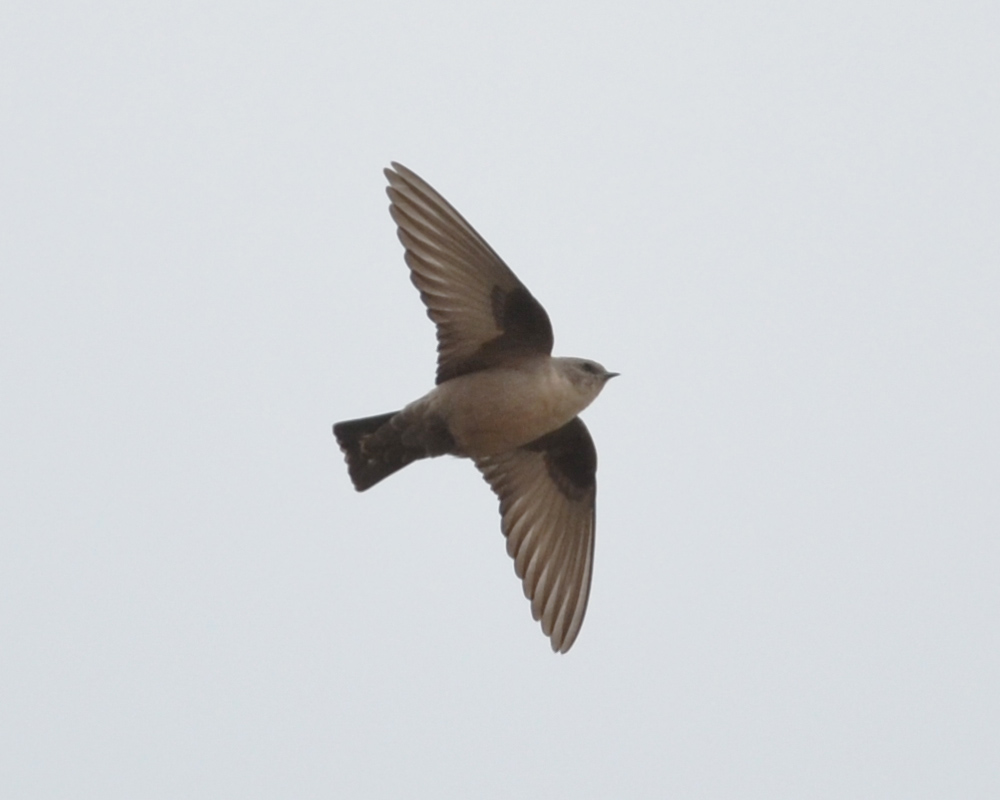 Eurasian Crag Martin