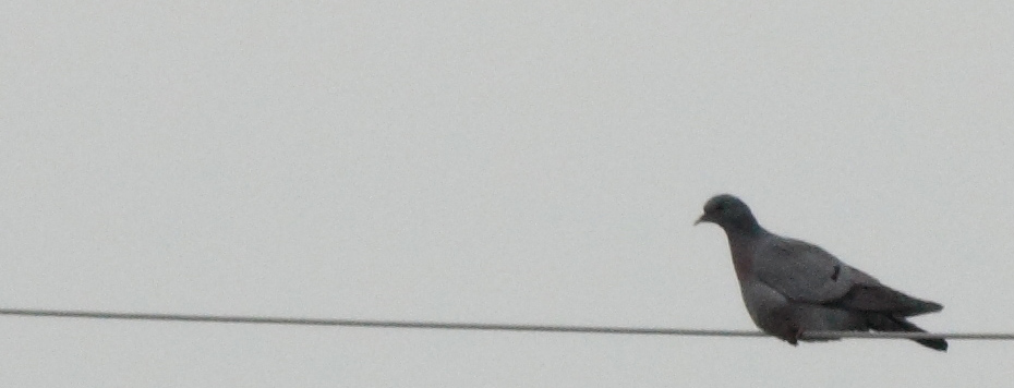 Stock Dove