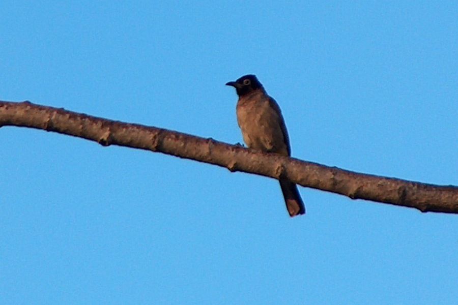 White-spectacled Bulbul