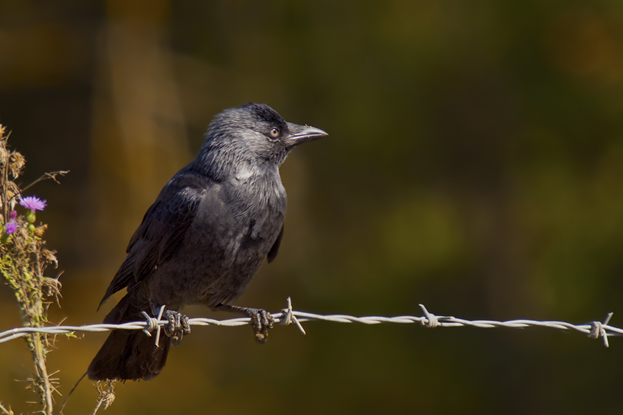 Western Jackdaw