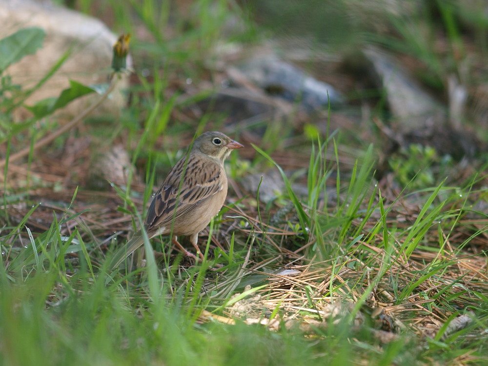 Ortolan Bunting