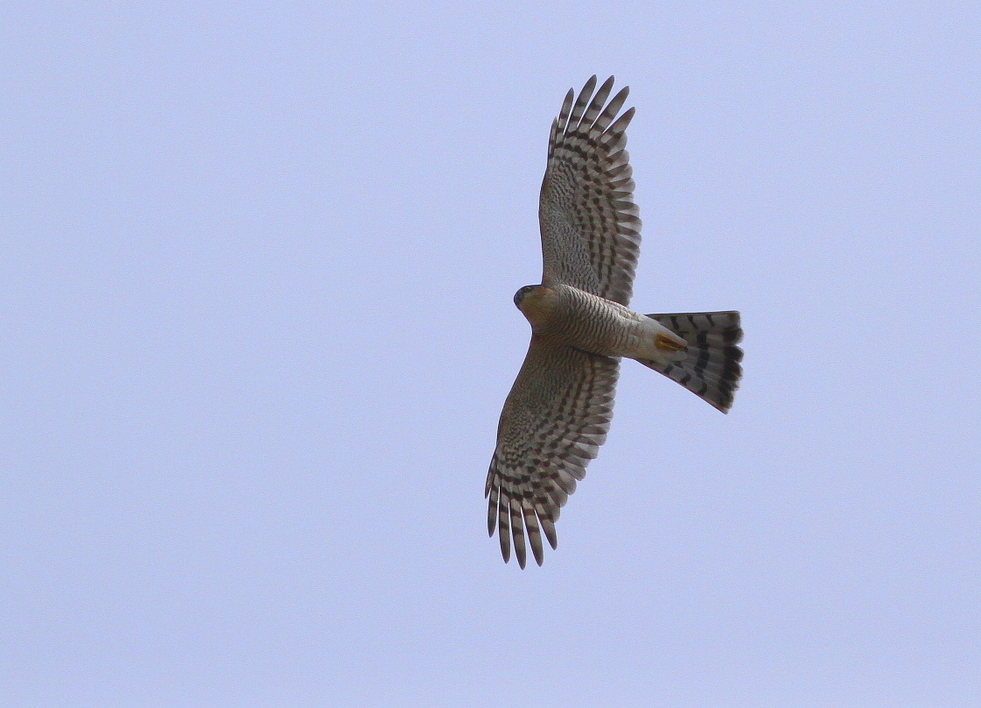 Eurasian Sparrowhawk