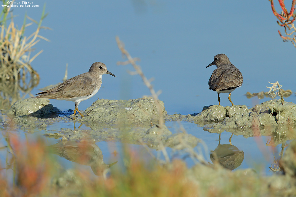 Temminck`s Stint