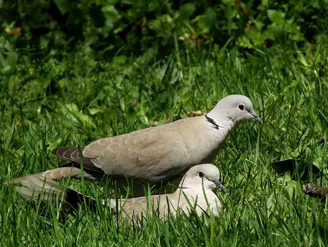 Eurasian Collared Dove