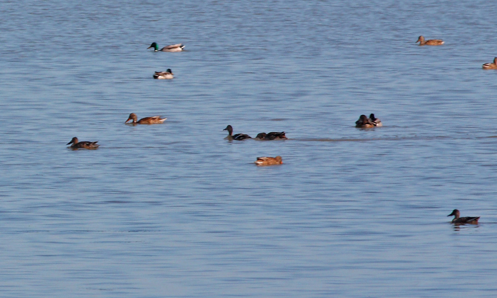 Northern Shoveler
