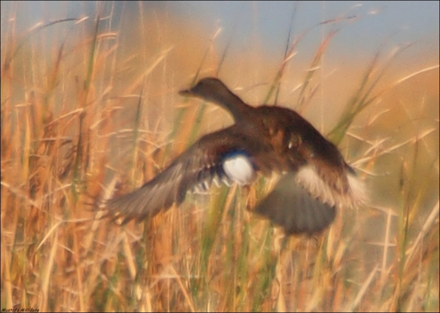 Gadwall