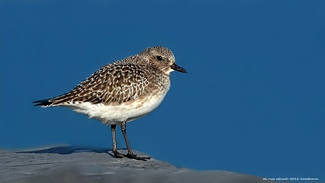 Grey Plover