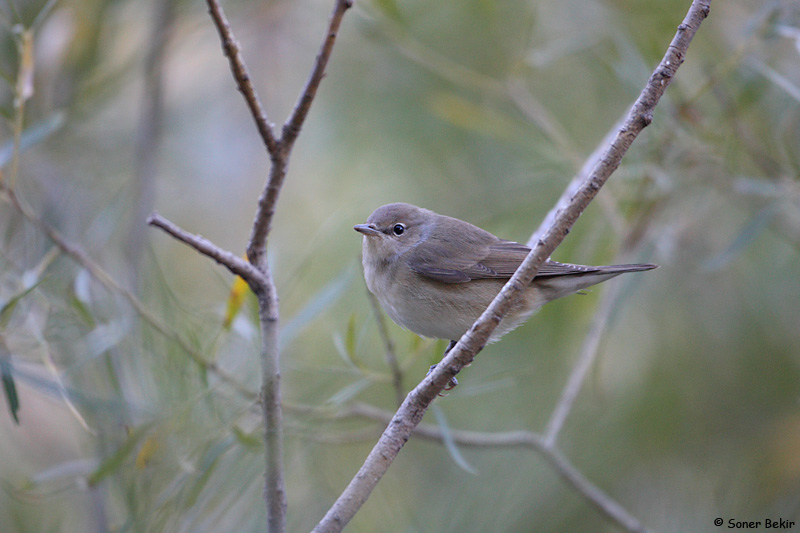 Garden Warbler