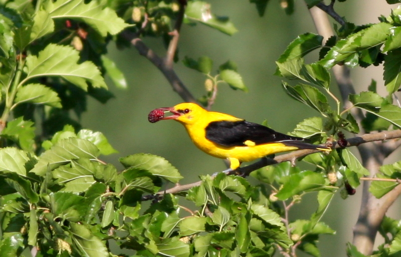 Eurasian Golden Oriole