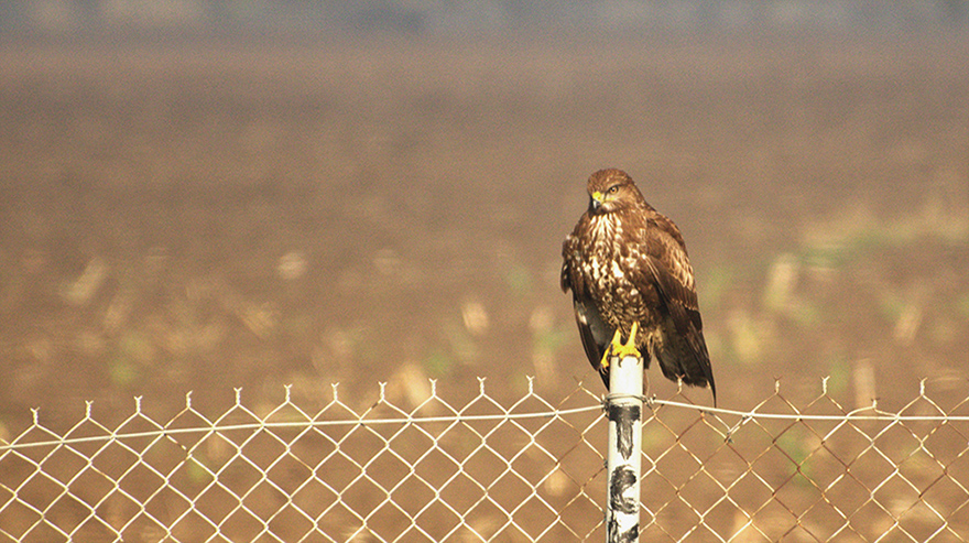 Common Buzzard