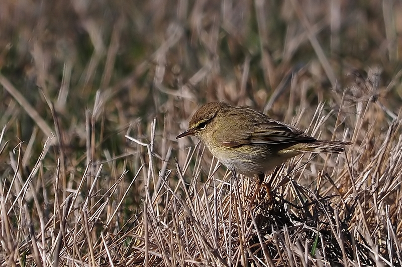 Common Chiffchaff