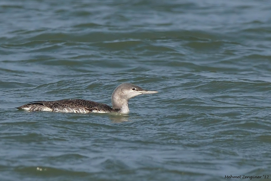 Red-throated Loon