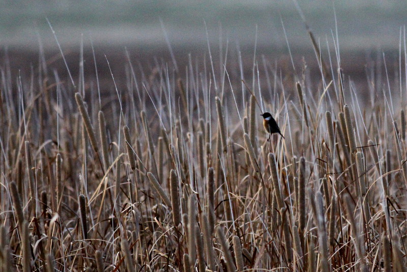 European Stonechat