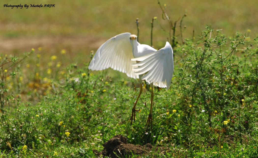 Great Egret