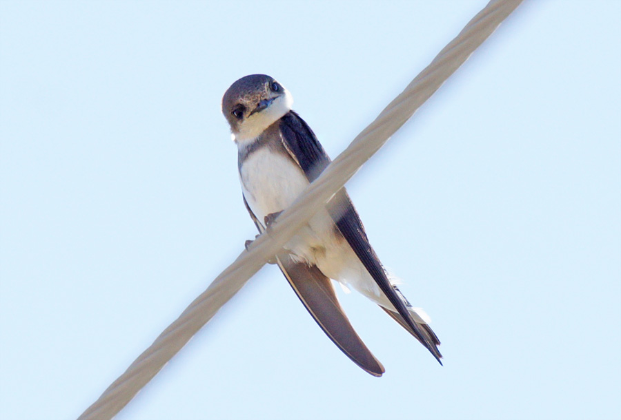 Sand Martin