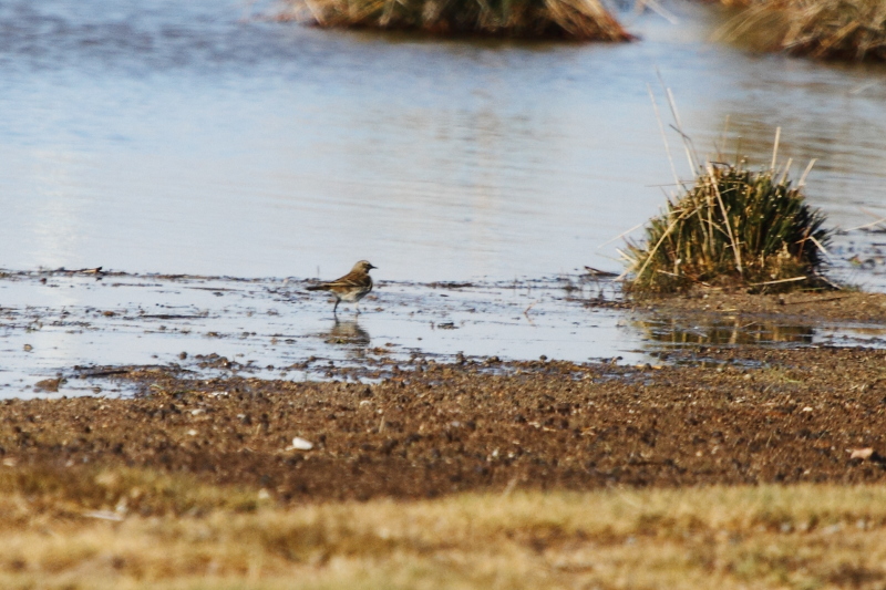 Water Pipit