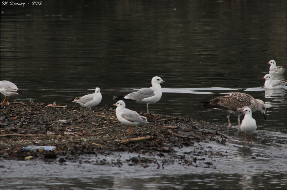 Common Gull