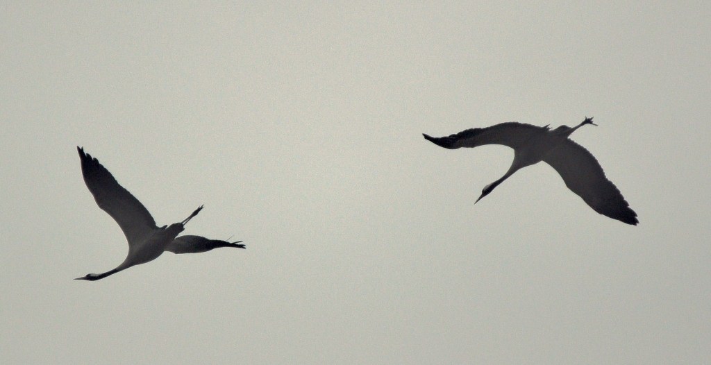 Common Crane