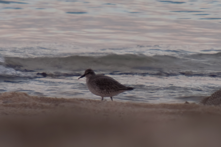 Red Knot