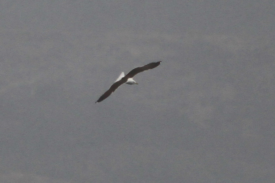 Lesser Black-backed Gull